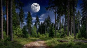 Can't see the wood for the trees — CiBRAI cuts through security alert noise